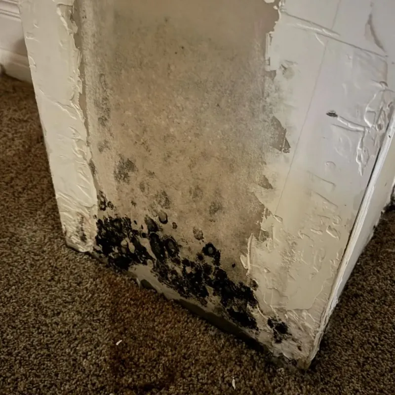 Professional Mold Removal in New Wilmington, PA